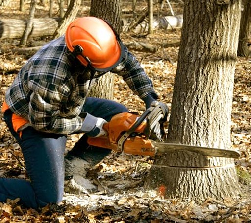 Tree Removal in Pine Hall, NC